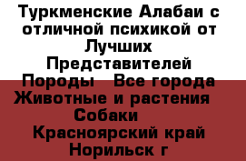 Туркменские Алабаи с отличной психикой от Лучших Представителей Породы - Все города Животные и растения » Собаки   . Красноярский край,Норильск г.